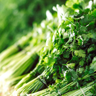 Coriander - Image 2