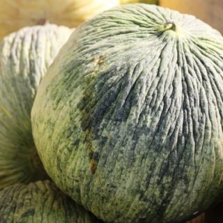 Melon (Old Lady) - Image 1