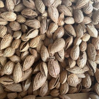 Almond (Bug) - Image 1