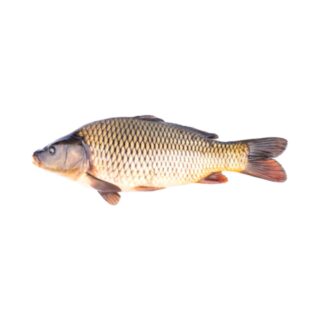 Uzbek fish carp "Sazan" - Image 1
