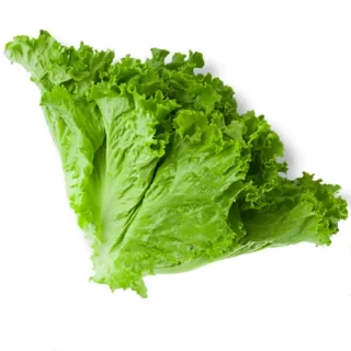 Lettuce Leaf - Image 1