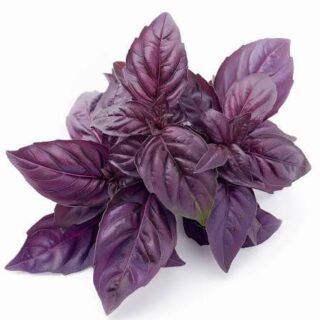 Basil - Image 1