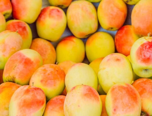 apple cup