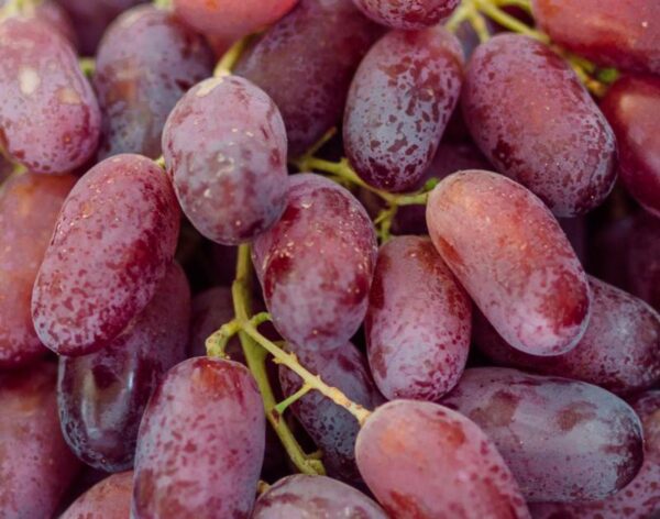 grape 1