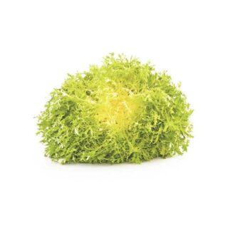 Frisee yellow lettuce - Image 1