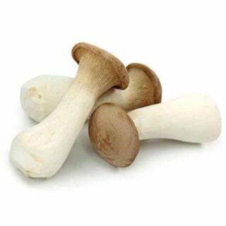 Mushroom king oyster - Image 1