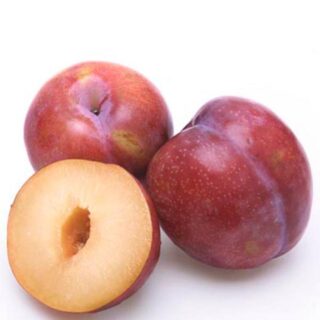 Plum Red - Image 1