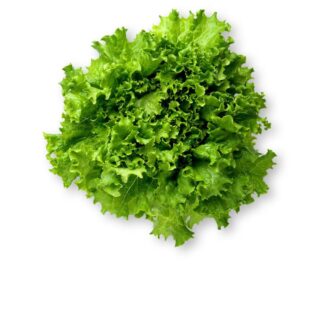 Natural Spring Lettuce Leaf - Image 1